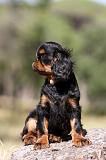 KING CHARLES SPANIEL 156